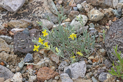 Physaria parvula