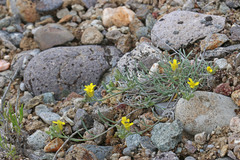 Physaria parvula
