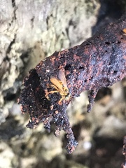Tetragona ziegleri