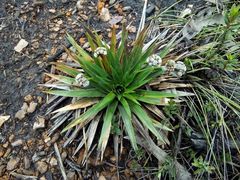 Paepalanthus