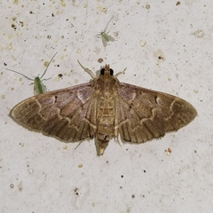 Pilocrocis