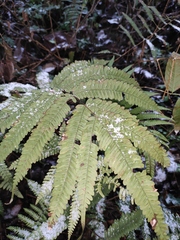 Pteris oshimensis