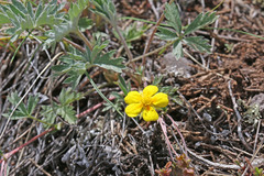 Potentilla concinna divisa