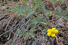 Potentilla concinna divisa