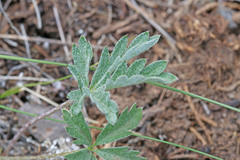 Potentilla concinna divisa