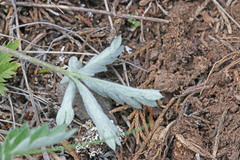 Potentilla concinna divisa