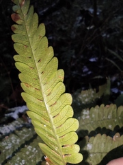 Pteris oshimensis