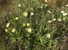 Schlagintweitia intybacea