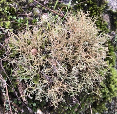 Cladonia rangiformis