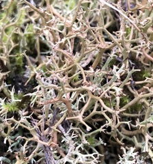 Cladonia rangiformis