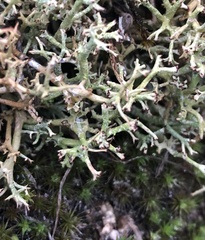Cladonia rangiformis