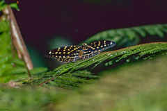 Lexias dirtea merguia