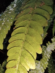 Pteris oshimensis