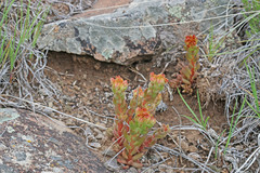 Sedum lanceolatum lanceolatum