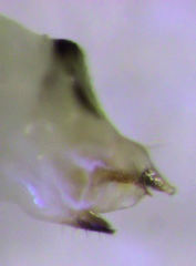 Cryptoneossa triangula