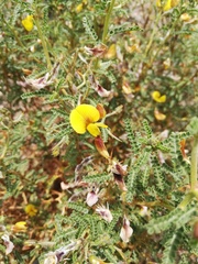 Adesmia miraflorensis