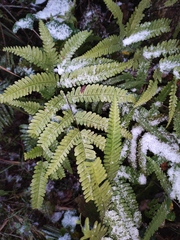 Pteris fauriei