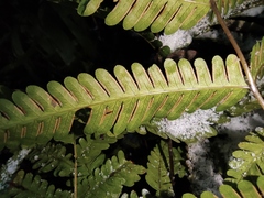 Pteris fauriei