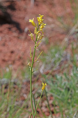 Sisymbrium linifolium