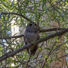 Strix rufipes rufipes