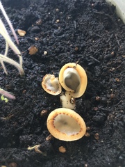 Tarzetta cupularis