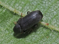 Hemicoelus fulvicornis