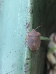 Palomena prasina