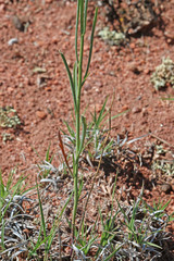 Sisymbrium linifolium