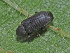 Hemicoelus fulvicornis