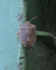 Palomena prasina