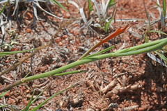 Sisymbrium linifolium