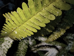 Pteris fauriei