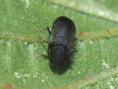 Hemicoelus fulvicornis