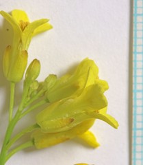 Sisymbrium linifolium