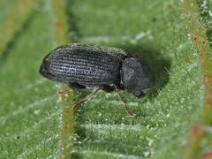 Hemicoelus fulvicornis