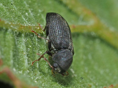 Hemicoelus fulvicornis