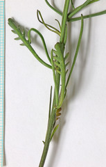 Sisymbrium linifolium