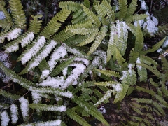 Pteris fauriei