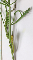 Sisymbrium linifolium