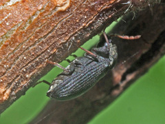 Hemicoelus fulvicornis