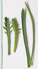 Sisymbrium linifolium