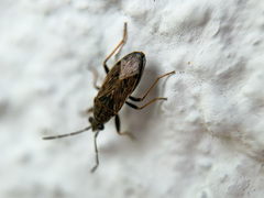 Peritrechus gracilicornis