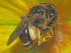 Macropis fulvipes