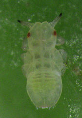 Cryptoneossa triangula