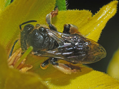Macropis fulvipes