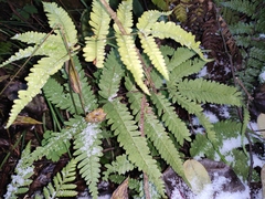 Pteris oshimensis