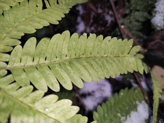 Pteris oshimensis