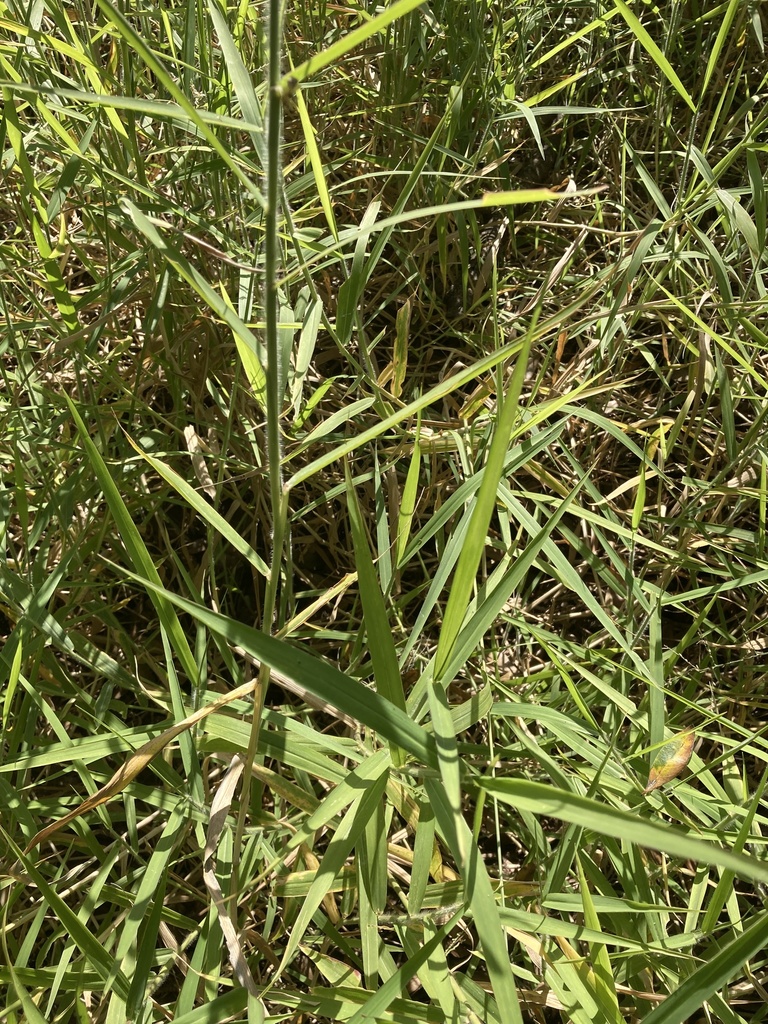 Para Grass from Picnic Lake, Palmdale, FL, US on December 26, 2021 at ...