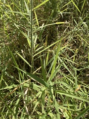 Urochloa mutica