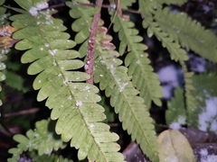 Pteris oshimensis
